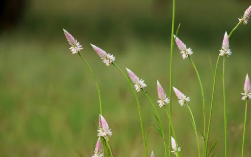 A Graceful Array of Celosia argentea Var. spicata  from Chrome web store to be run with OffiDocs Chromium online
