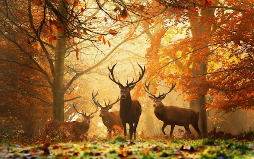 A Graceful Herd of Deer: Nature’s Elegant Wanderers  from Chrome web store to be run with OffiDocs Chromium online