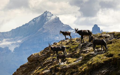 A group of goats on a mountain top  from Chrome web store to be run with OffiDocs Chromium online
