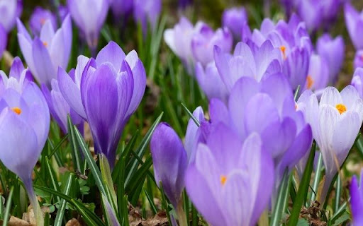 A Harbingers of Spring: Crocus vernus  from Chrome web store to be run with OffiDocs Chromium online