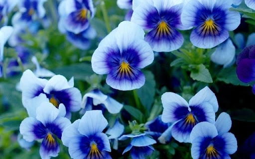 A Harmony of Violet and White Violas  from Chrome web store to be run with OffiDocs Chromium online