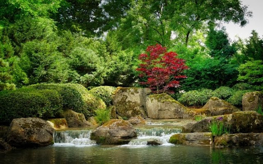 A Jewel in the Landscape: Acer palmatum  from Chrome web store to be run with OffiDocs Chromium online