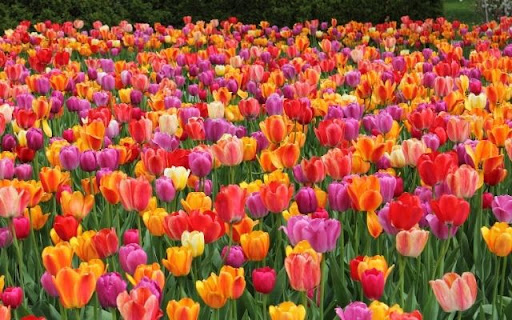 A Kaleidoscope of Tulip Blooms  from Chrome web store to be run with OffiDocs Chromium online