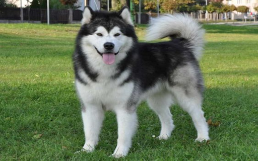 Alaska Dog Wallpaper  from Chrome web store to be run with OffiDocs Chromium online