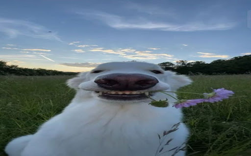 Alaskan Malamute Dog Wallpaper  from Chrome web store to be run with OffiDocs Chromium online
