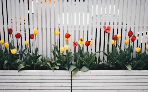 A Linear Display of Spring Tulips  from Chrome web store to be run with OffiDocs Chromium online