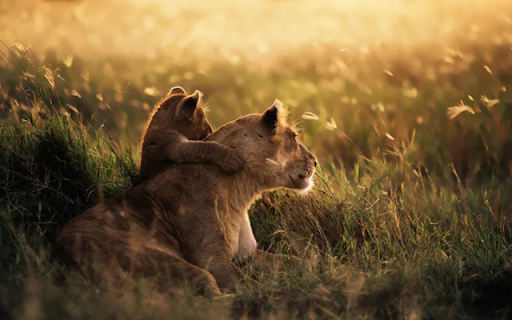 A Lioness and Her Cubs: The Heart of the Pride  from Chrome web store to be run with OffiDocs Chromium online