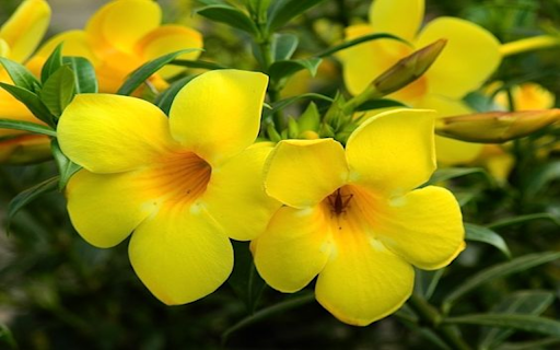 Allamanda cathartica flower wallpapers  from Chrome web store to be run with OffiDocs Chromium online