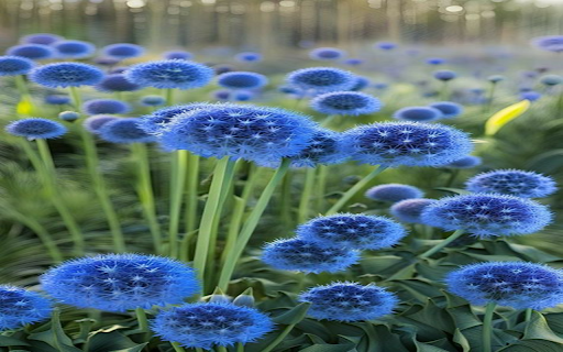 Allium flowers wallpaper  from Chrome web store to be run with OffiDocs Chromium online