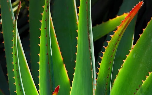 ALOE VERA THEME  from Chrome web store to be run with OffiDocs Chromium online