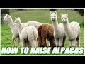 Alpacas Ranch  from Chrome web store to be run with OffiDocs Chromium online
