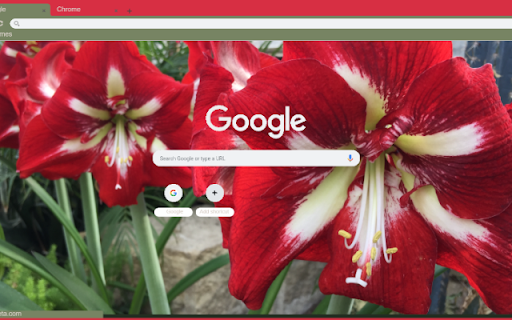 Amaryllis  from Chrome web store to be run with OffiDocs Chromium online