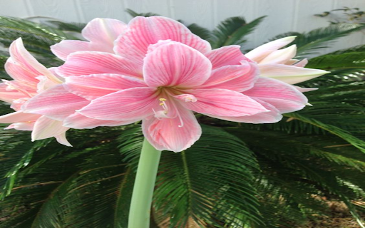 Amaryllis flower Wallpaper  from Chrome web store to be run with OffiDocs Chromium online