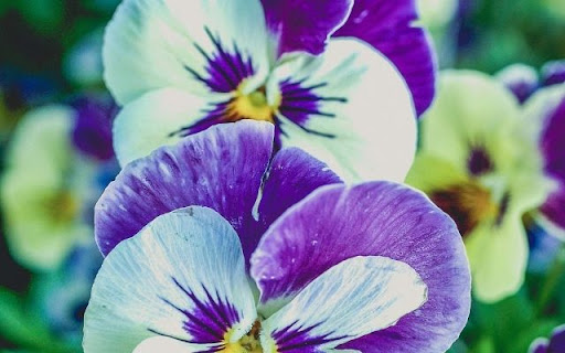 A Medley of Viola Blooms  from Chrome web store to be run with OffiDocs Chromium online