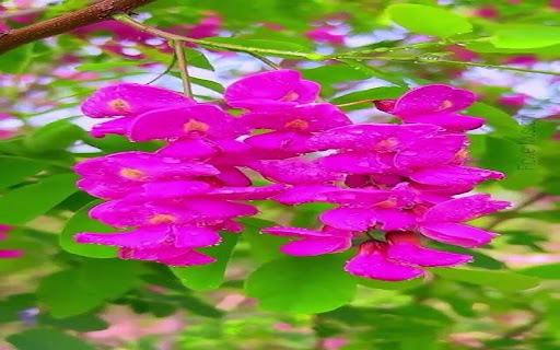 American Wisteria Wallpaper  from Chrome web store to be run with OffiDocs Chromium online