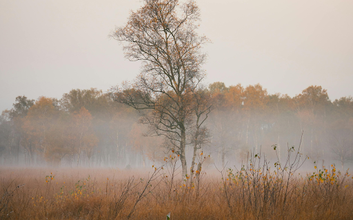 A Misty Field  from Chrome web store to be run with OffiDocs Chromium online