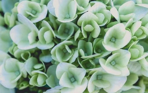 A Muted Beauty of Hydrangea macrophylla  from Chrome web store to be run with OffiDocs Chromium online