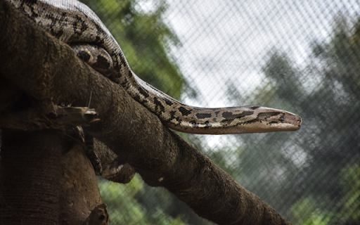 Anaconda  from Chrome web store to be run with OffiDocs Chromium online