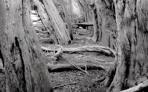Ancient Black and White Forest  from Chrome web store to be run with OffiDocs Chromium online