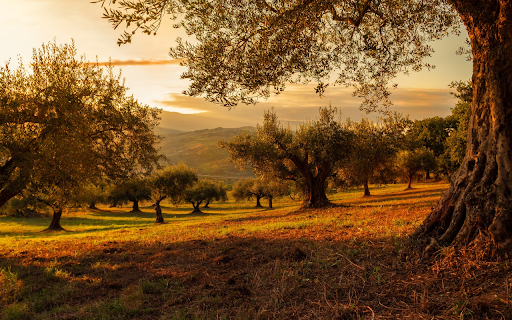 Ancient forest  from Chrome web store to be run with OffiDocs Chromium online
