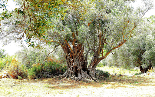 Ancient olive tree  from Chrome web store to be run with OffiDocs Chromium online
