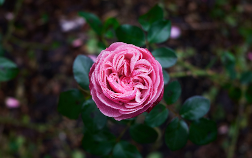 Ancient rose  from Chrome web store to be run with OffiDocs Chromium online