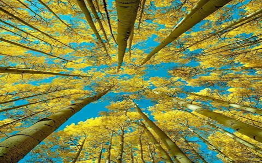 Ancient trees with yellow leaves Wallpaper  from Chrome web store to be run with OffiDocs Chromium online