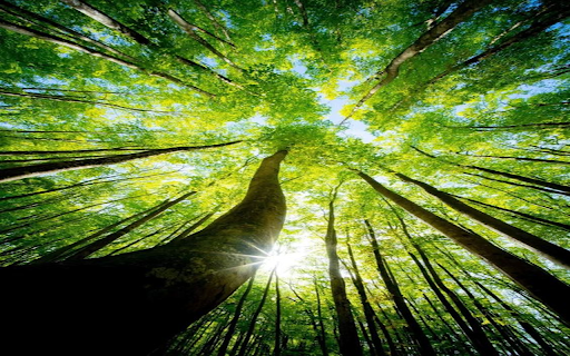 Ancient tree wallpaper  from Chrome web store to be run with OffiDocs Chromium online