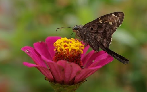 A Nectar Feast on Zinnia elegans  from Chrome web store to be run with OffiDocs Chromium online