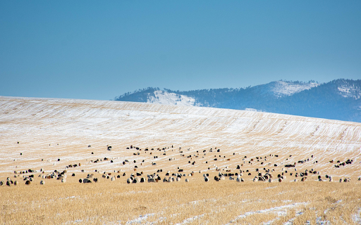 Animals on the steppe  from Chrome web store to be run with OffiDocs Chromium online