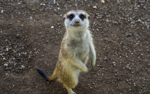Animals stand on two legs  from Chrome web store to be run with OffiDocs Chromium online