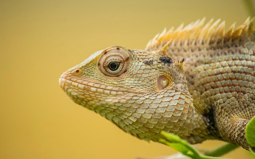 ANIMAL THEME  from Chrome web store to be run with OffiDocs Chromium online