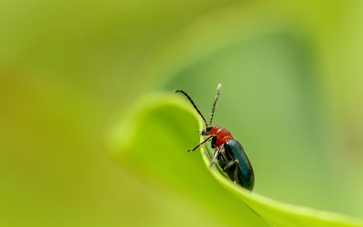An insect  from Chrome web store to be run with OffiDocs Chromium online