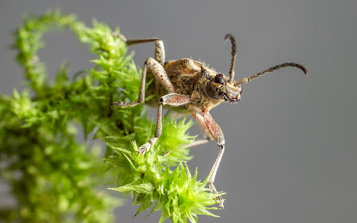 An insect with long antennae  from Chrome web store to be run with OffiDocs Chromium online
