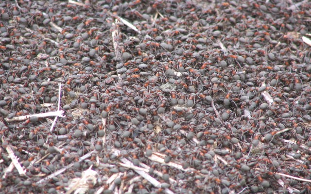 Ant Army  from Chrome web store to be run with OffiDocs Chromium online