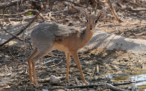 Antelope and sharp horns  from Chrome web store to be run with OffiDocs Chromium online
