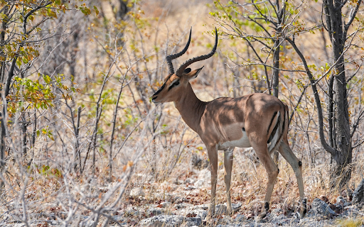 Antelope in the deep forest  from Chrome web store to be run with OffiDocs Chromium online