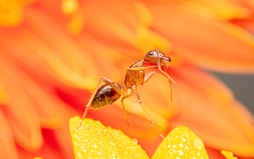 Ant on a yellow flower  from Chrome web store to be run with OffiDocs Chromium online