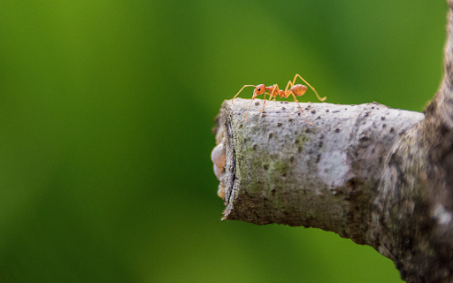 Ants and Trees  from Chrome web store to be run with OffiDocs Chromium online