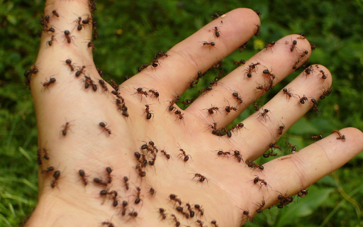 Ants crawling on hand  from Chrome web store to be run with OffiDocs Chromium online