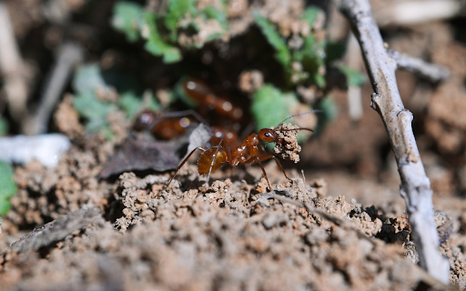 Ants making nest  from Chrome web store to be run with OffiDocs Chromium online