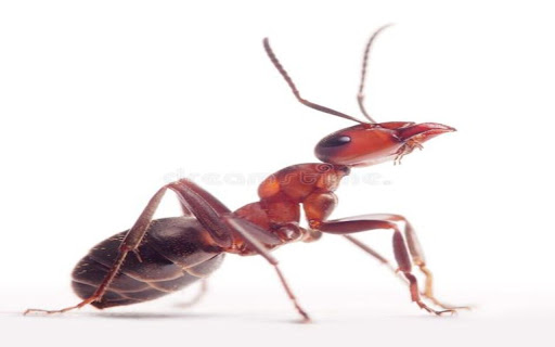 ant wallpaper in reddish brown color  from Chrome web store to be run with OffiDocs Chromium online