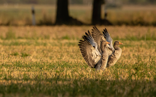 A pair of birds spread their wings  from Chrome web store to be run with OffiDocs Chromium online