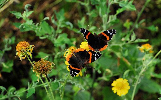 A pair of butterflies entwined  from Chrome web store to be run with OffiDocs Chromium online