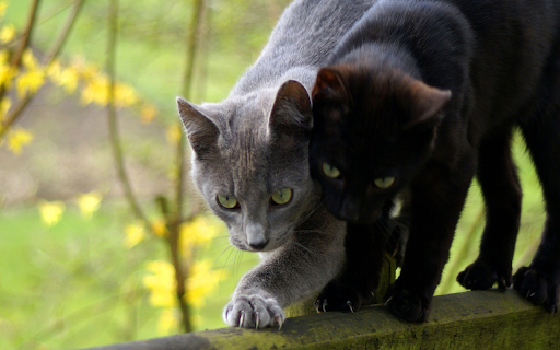 A pair of cats fighting fiercely  from Chrome web store to be run with OffiDocs Chromium online