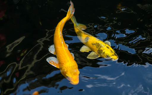 A pair of goldfish swimming around  from Chrome web store to be run with OffiDocs Chromium online