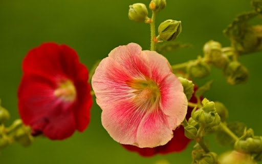 A Pair of Resplendent Alcea rosea Blooms from Chrome web store to be run with OffiDocs Chromium online A Pair of Resplendent Alcea rosea Blooms from Chrome web store to be run with OffiDocs Chromium online