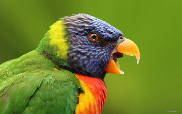 A Parrot  from Chrome web store to be run with OffiDocs Chromium online