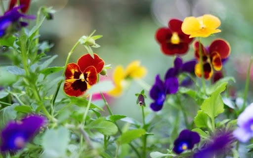 A Patchwork of Pansy Faces  from Chrome web store to be run with OffiDocs Chromium online