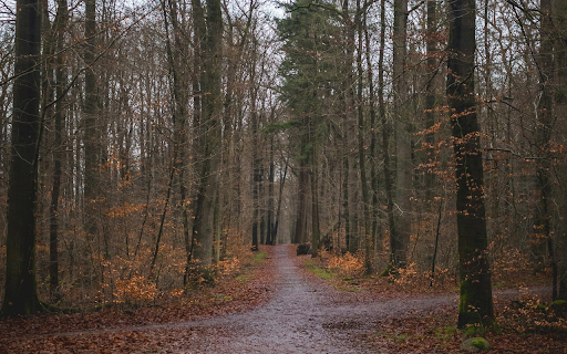 A path through the woods with trees and leaves  from Chrome web store to be run with OffiDocs Chromium online